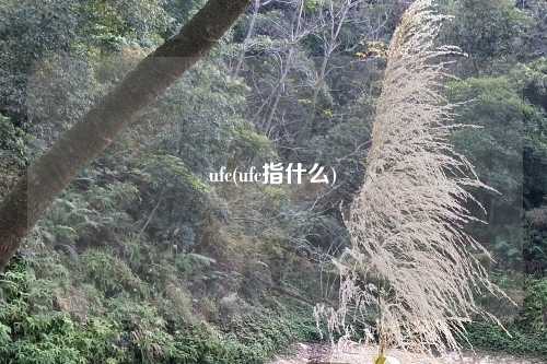 ufc(ufc指什么)