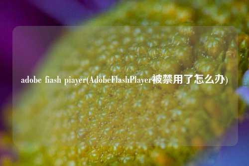 adobe fiash piayer(AdobeFlashPlayer被禁用了怎么办)