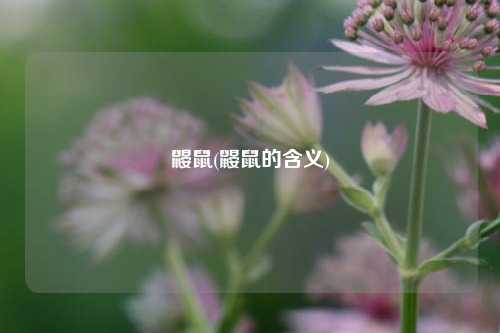 鼹鼠(鼹鼠的含义)