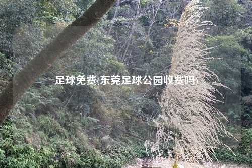 足球免费(东莞足球公园收费吗)